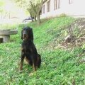 psi v naem vcviku 120 20121019 2075714369