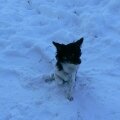 psi v naem vcviku 138 20121221 1368632093
