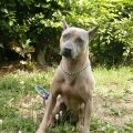 psi v naem vcviku 79 20120704 1077643471